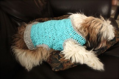 a sweater for a dog